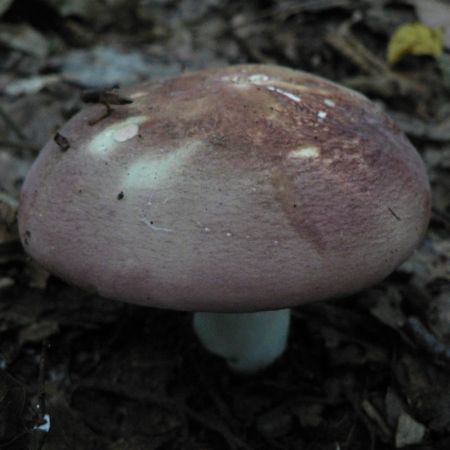 Russula olivacea